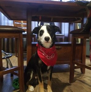 Meet your Posher, Brent